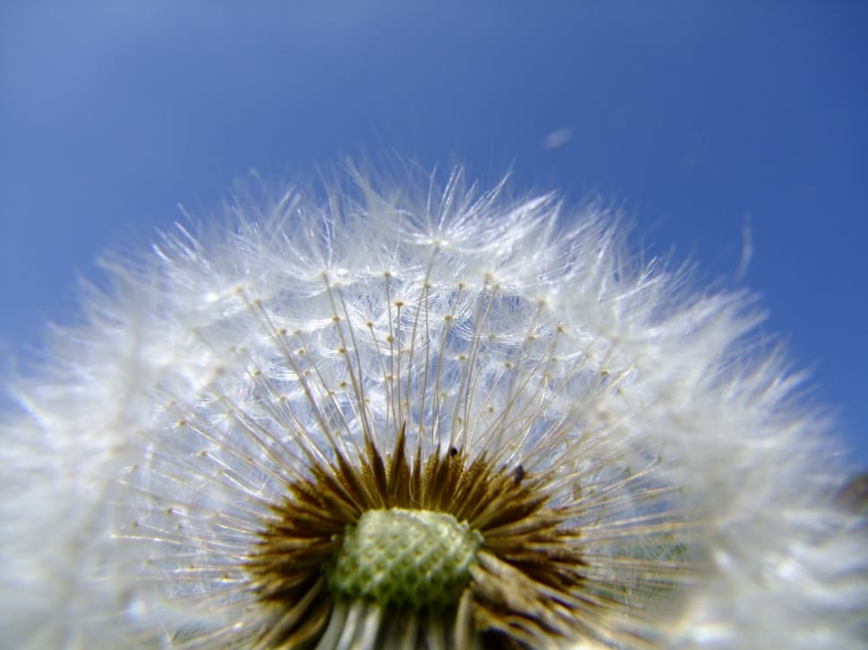 close up photo dandelion during daytime preview