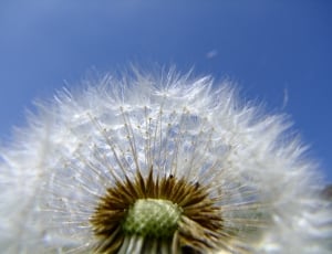 close up photo dandelion during daytime thumbnail