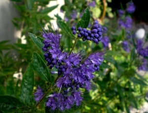 Garden, Bart Flower, Blue, purple, growth thumbnail
