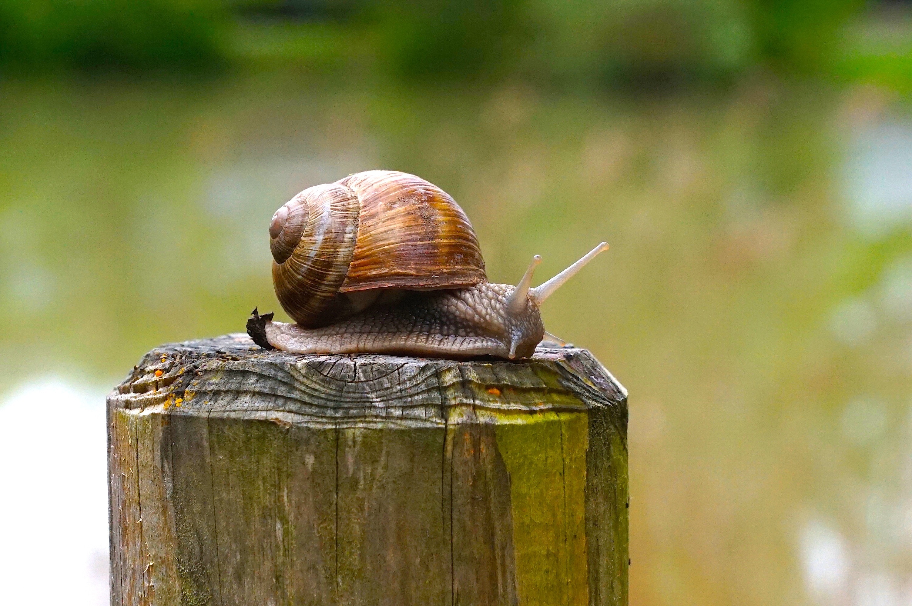 Snail, Wood Pile, Nature, Wood, snail, one animal