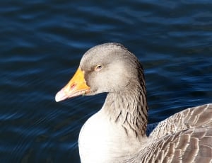 white and gray brown beaked duck thumbnail