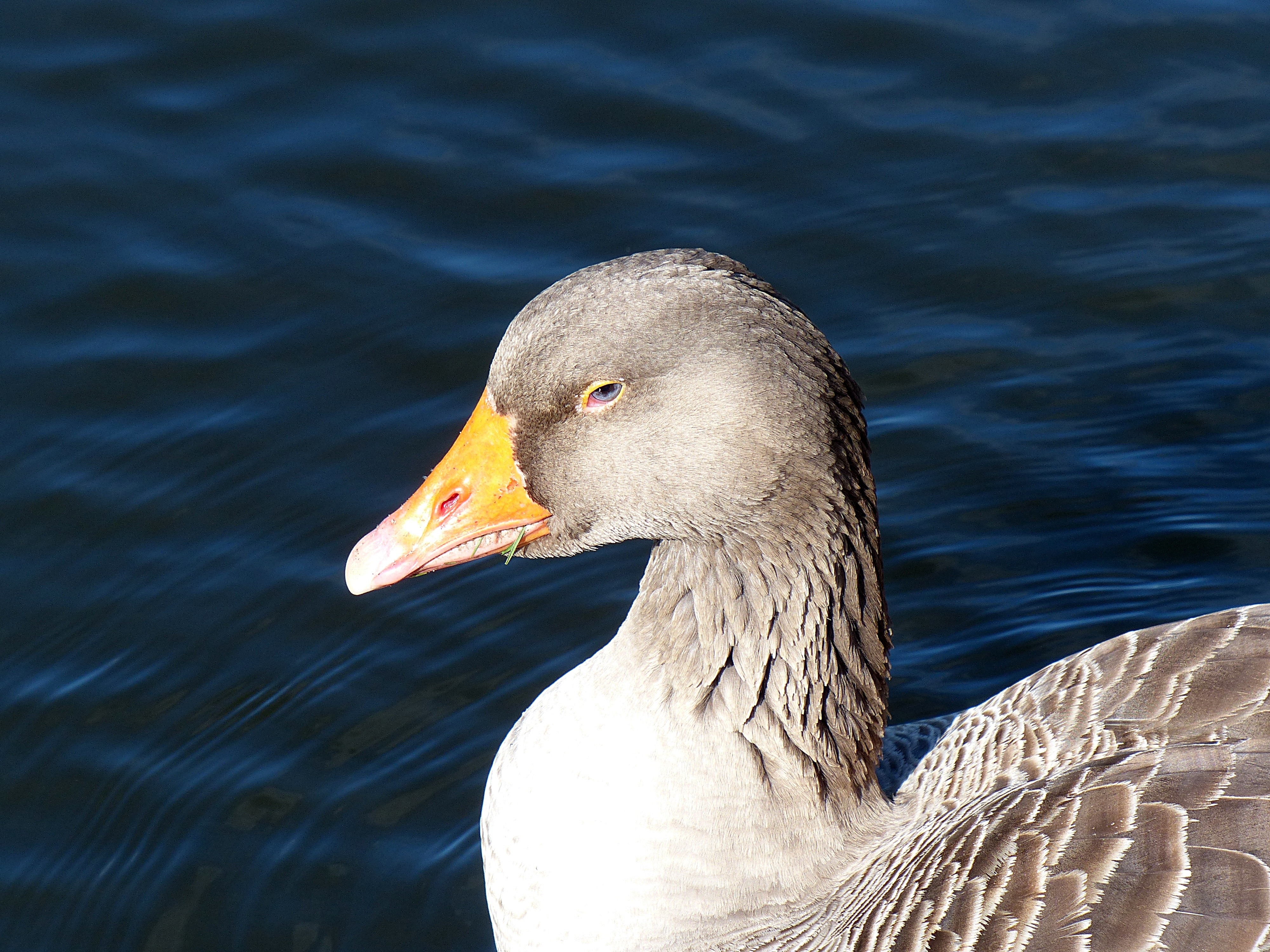 white and gray brown beaked duck