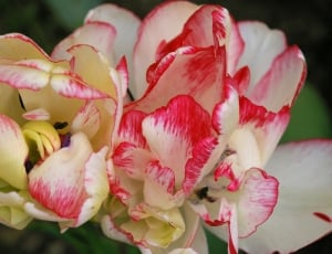 white and red tulips thumbnail