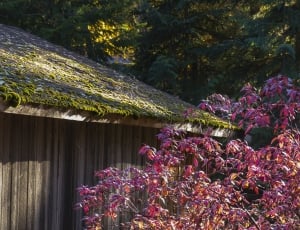 purple leaf tree near brown wooden house thumbnail