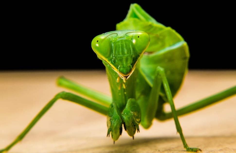 Praying Mantis, Green, Fishing Locust, green color, animal wildlife preview