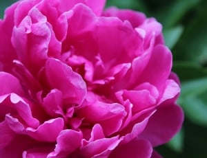 photo of pink flower thumbnail