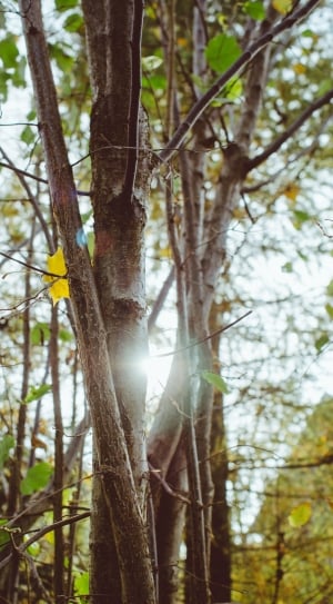 Forest, Woods, Nature, Trees, Sunlight, tree, nature thumbnail