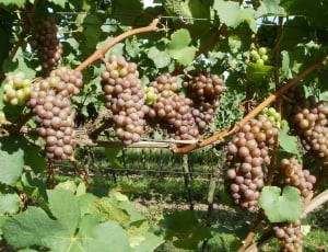 brown grapes thumbnail