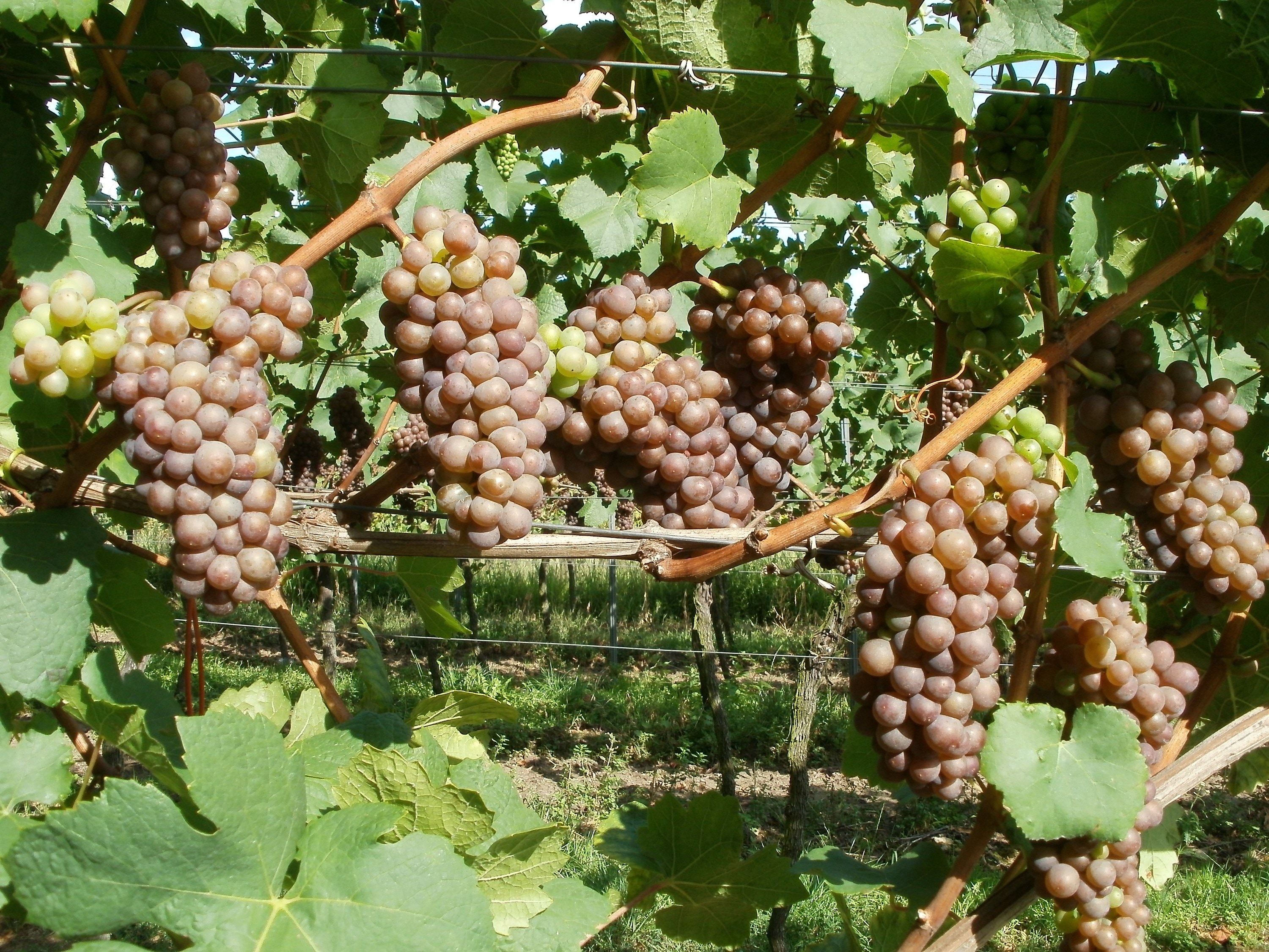 brown grapes