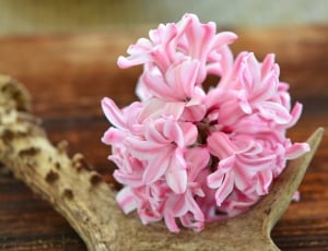 Antler, Hyacinth, Spring Flower, Wood, flower, pink color thumbnail
