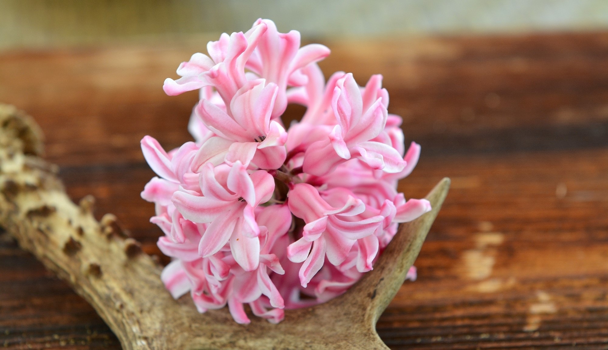 Antler, Hyacinth, Spring Flower, Wood, flower, pink color