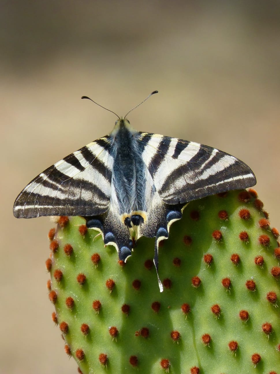 black and white banded  moth on green and red cactus in shallow focus lens preview