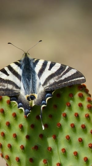 black and white banded  moth on green and red cactus in shallow focus lens thumbnail