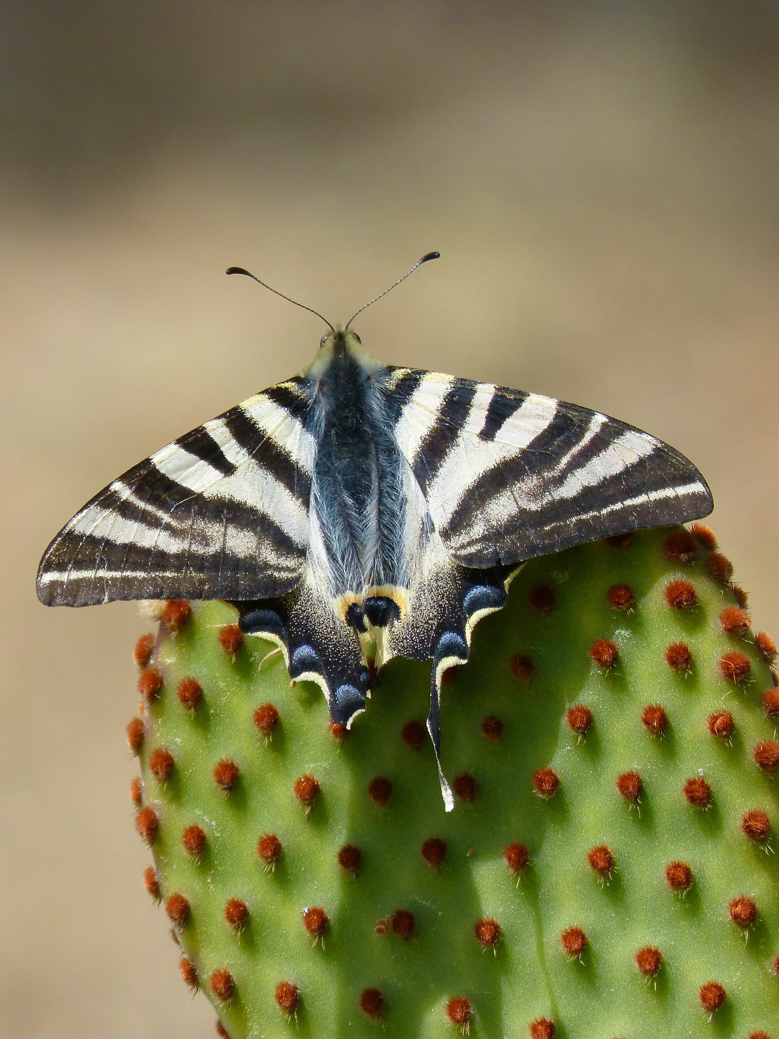 black and white banded  moth on green and red cactus in shallow focus lens