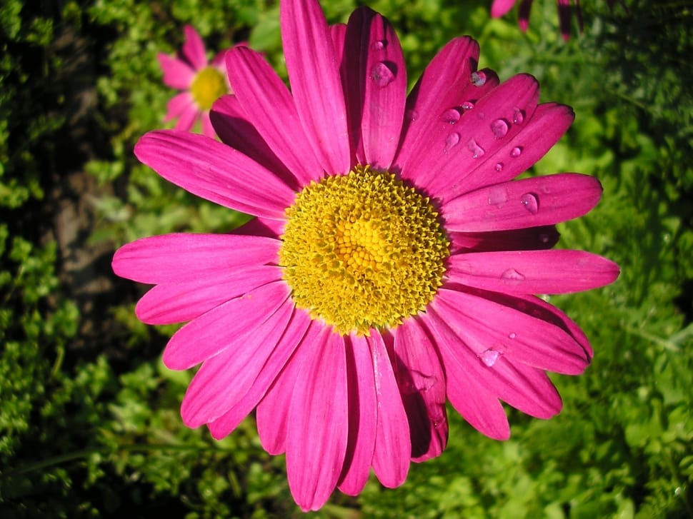 Summer, Flower, Daisy, Macro, flower, pink color preview