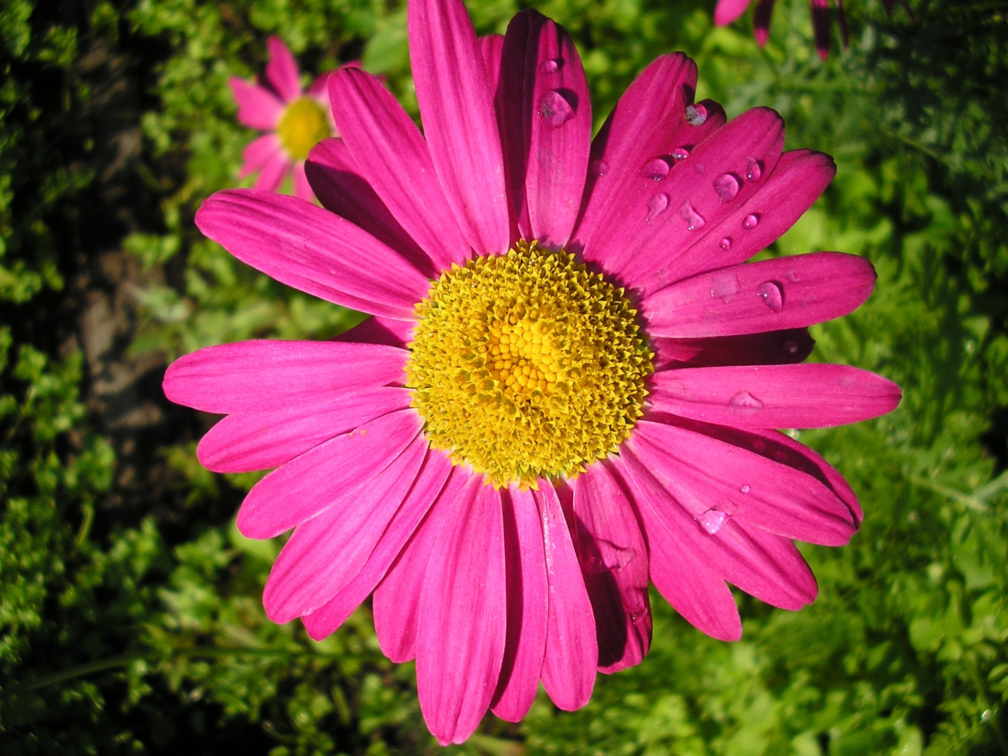 Summer, Flower, Daisy, Macro, flower, pink color