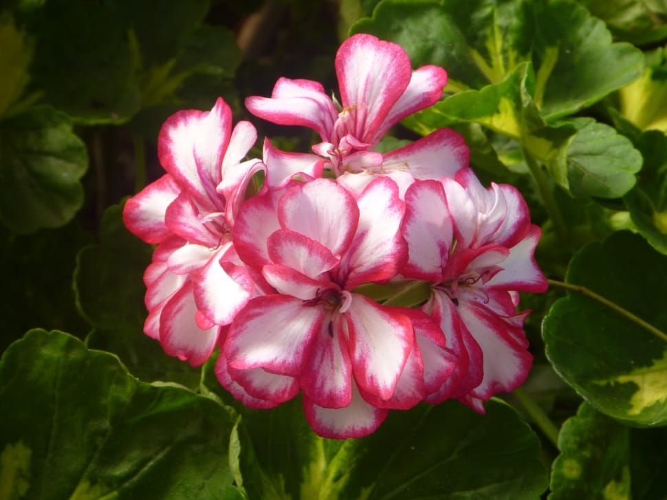 pink-and-white petaled flowers preview