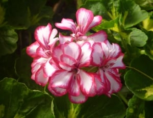 pink-and-white petaled flowers thumbnail