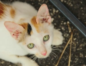 brown, black, and white cat facing the camera thumbnail