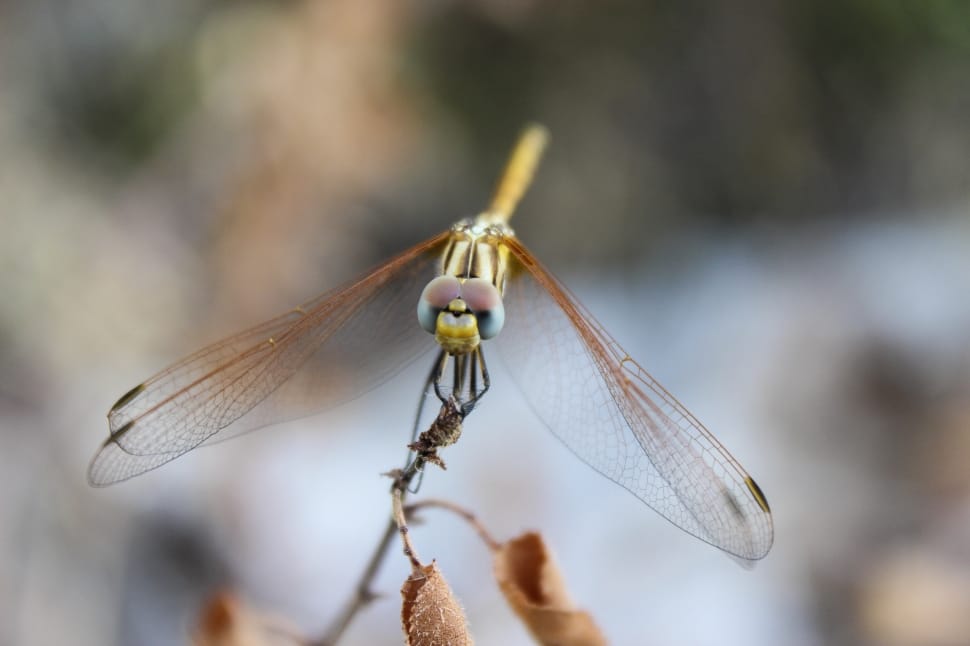 shallow depth of field photo of dragonfly preview