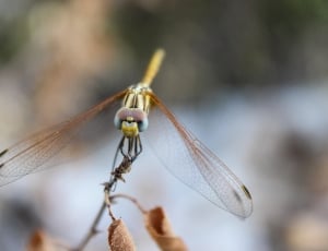 shallow depth of field photo of dragonfly thumbnail