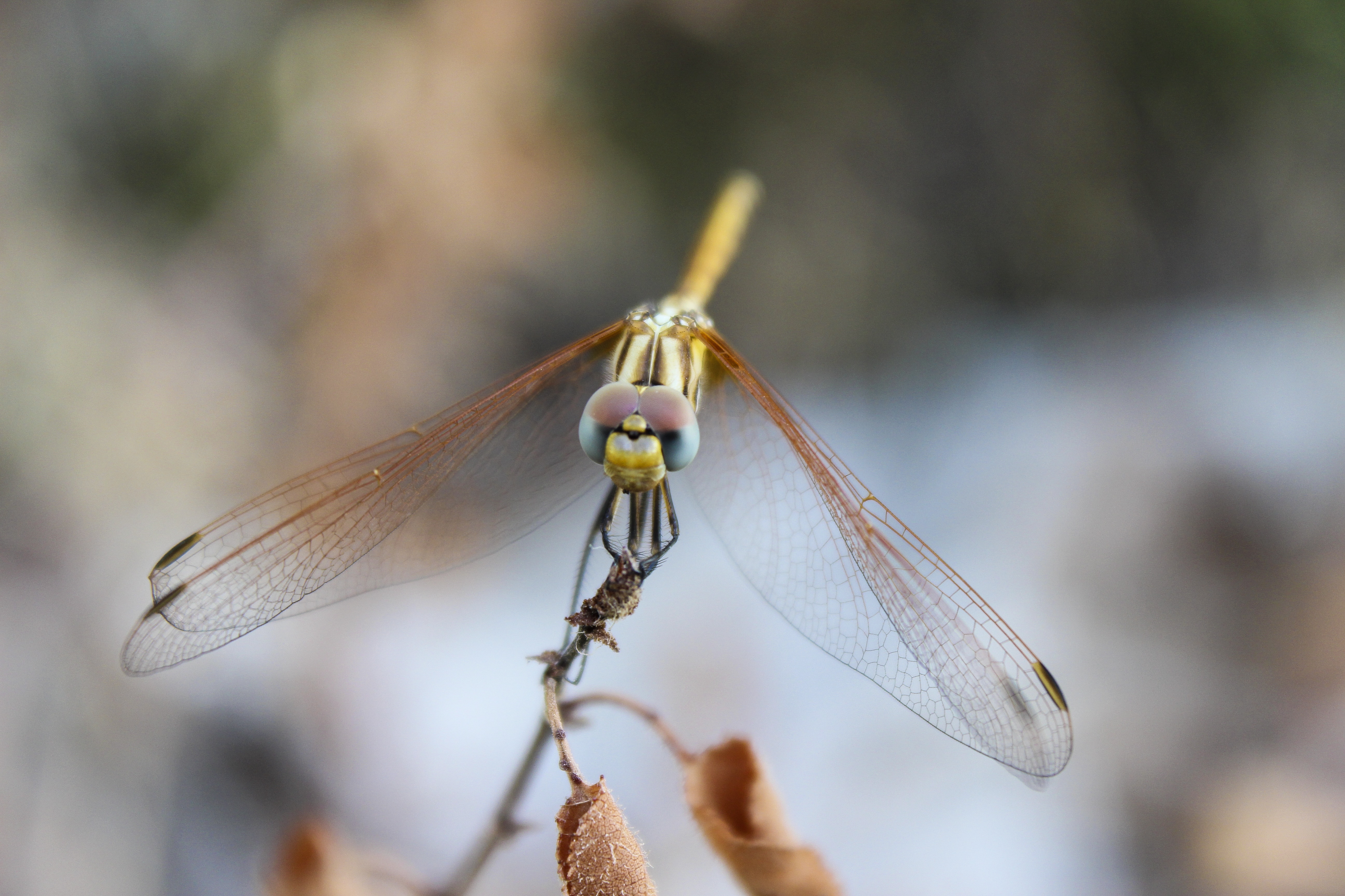 shallow depth of field photo of dragonfly