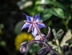 brown and purple flower thumbnail