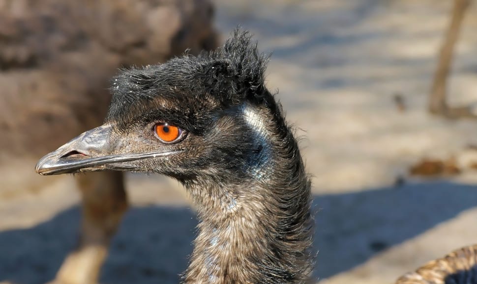 Bird, Head, Bill, Emu, Flightless Bird, one animal, animal wildlife preview