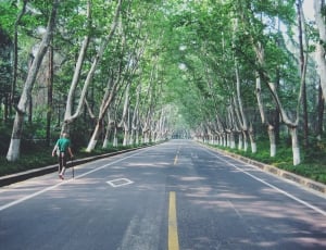 grey concrete road between trees thumbnail
