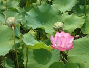 Water Lilies, Flowers, Lotus, Pond, flower, leaf thumbnail