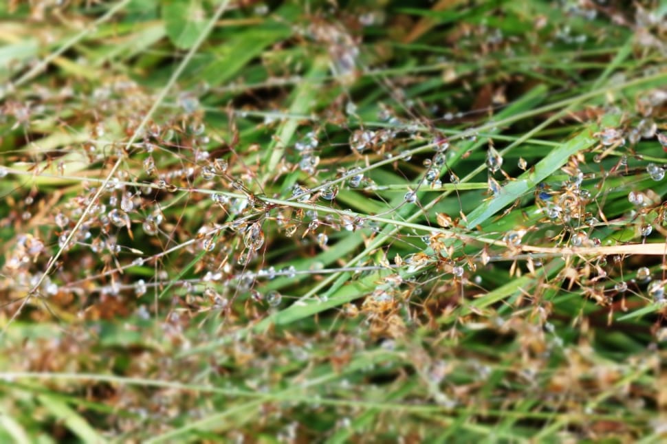 closeup photography of green grass with water dew preview