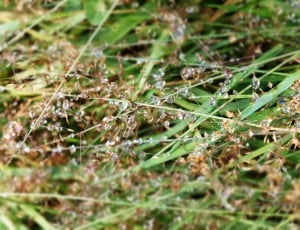 closeup photography of green grass with water dew thumbnail
