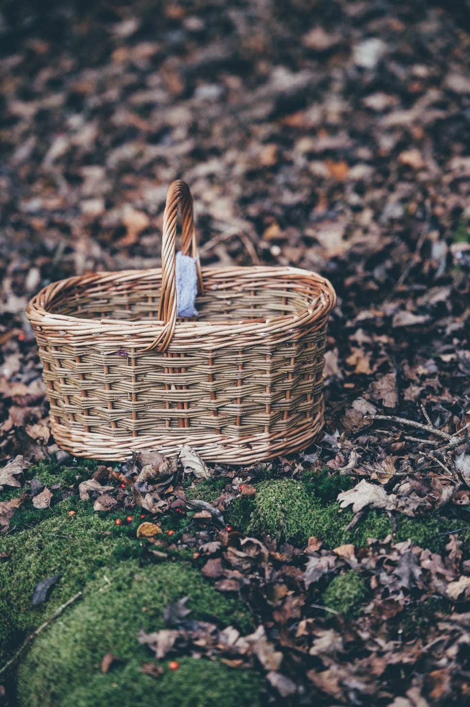 brown wicker box on green grass and dried leaves preview