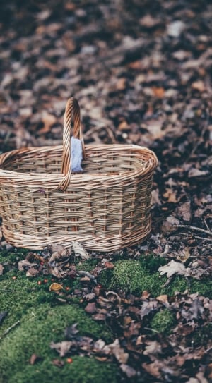 brown wicker box on green grass and dried leaves thumbnail