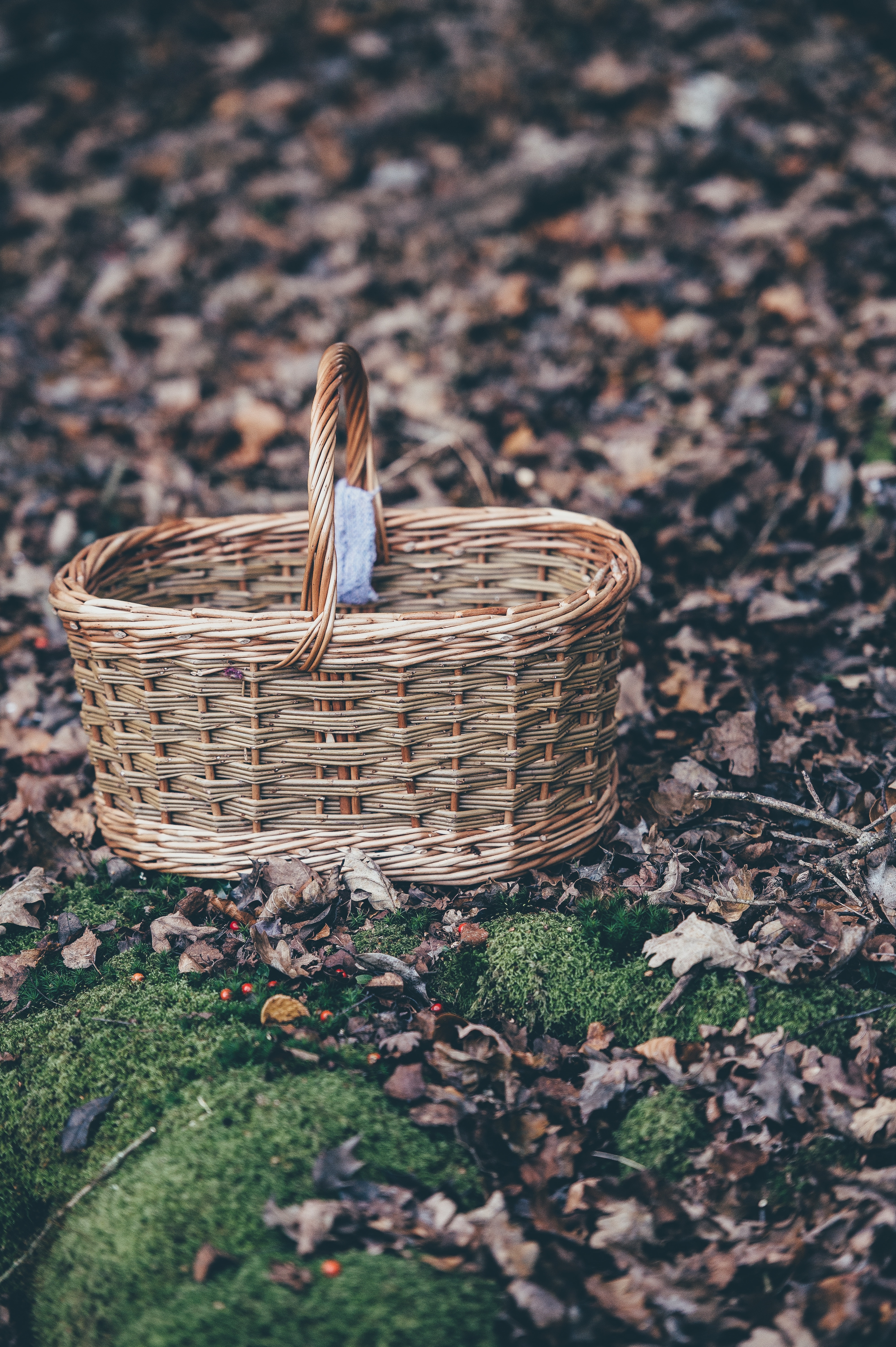brown wicker box on green grass and dried leaves