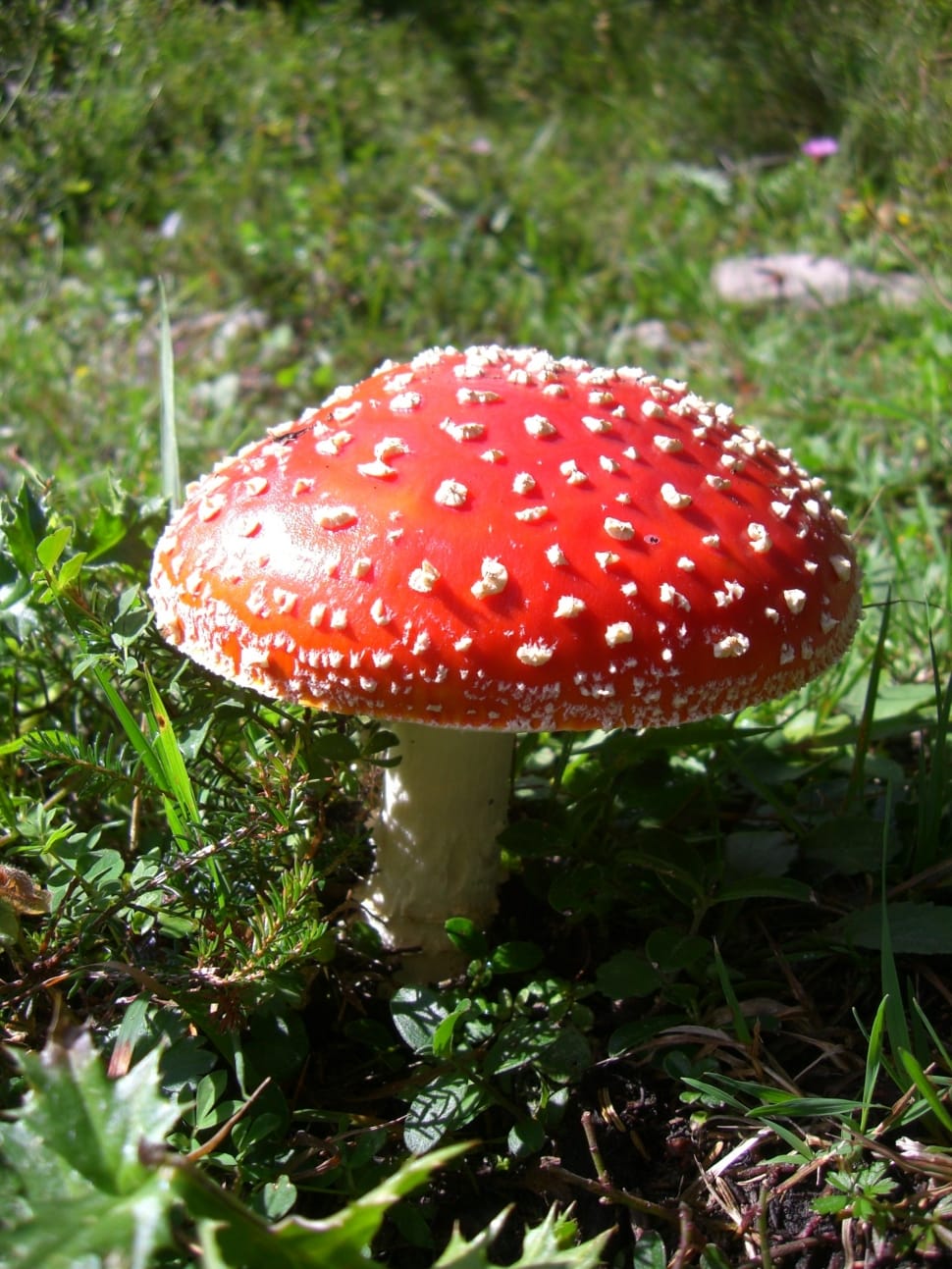 Red, Toxic, Mushroom, Fly Agaric, Nature, mushroom, growth preview