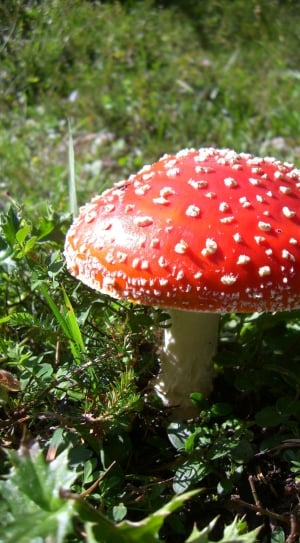 Red, Toxic, Mushroom, Fly Agaric, Nature, mushroom, growth thumbnail
