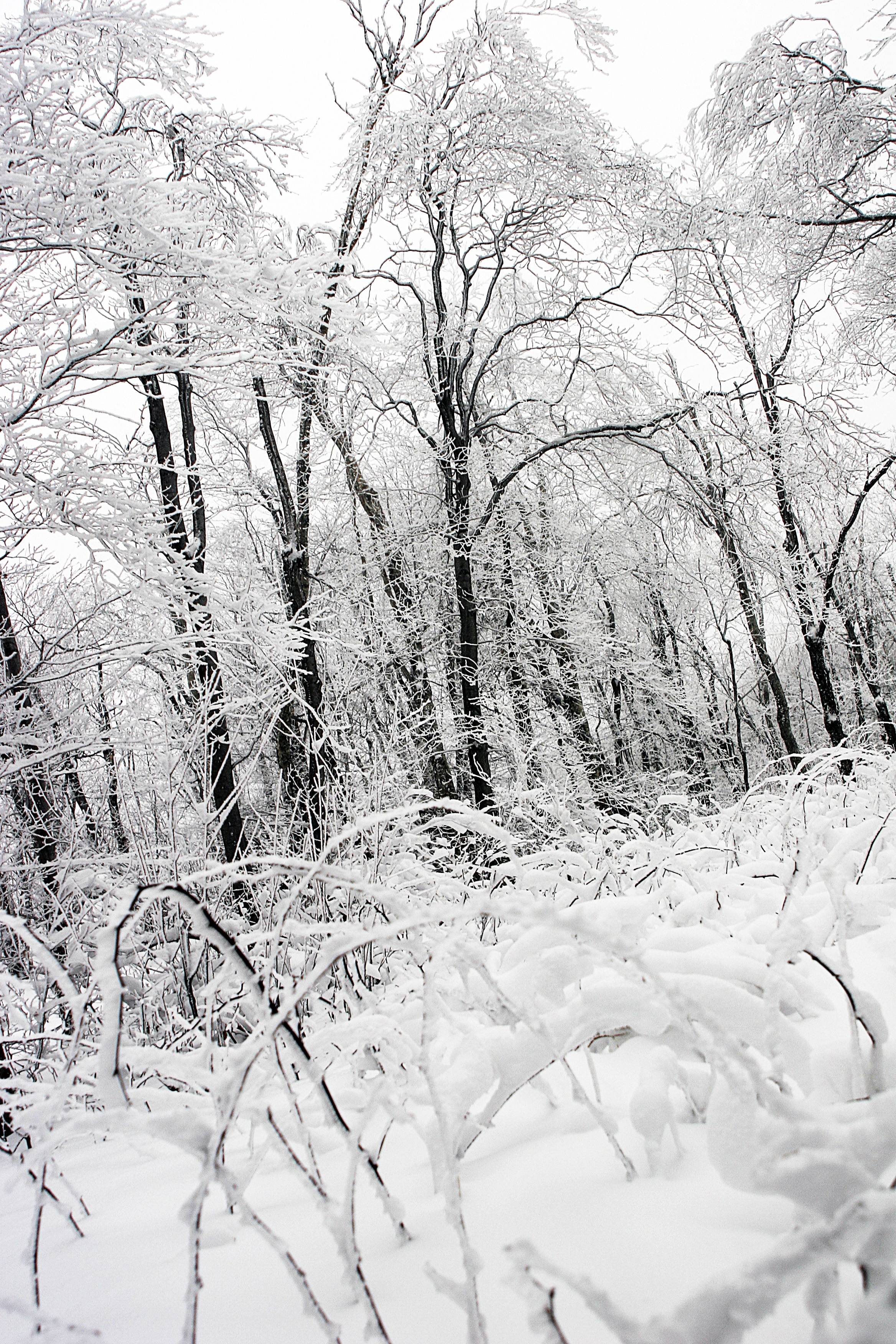 withered trees