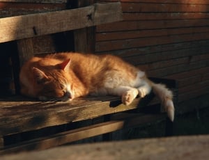 orange and white fur cat thumbnail
