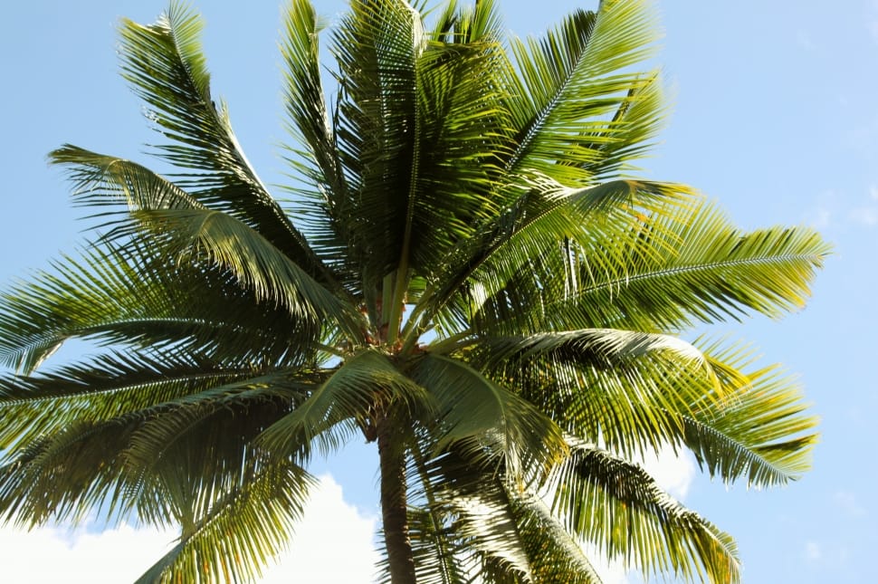 Coconut, Palm, Tropic, Tree, palm tree, palm leaf preview