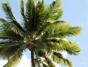 Coconut, Palm, Tropic, Tree, palm tree, palm leaf thumbnail