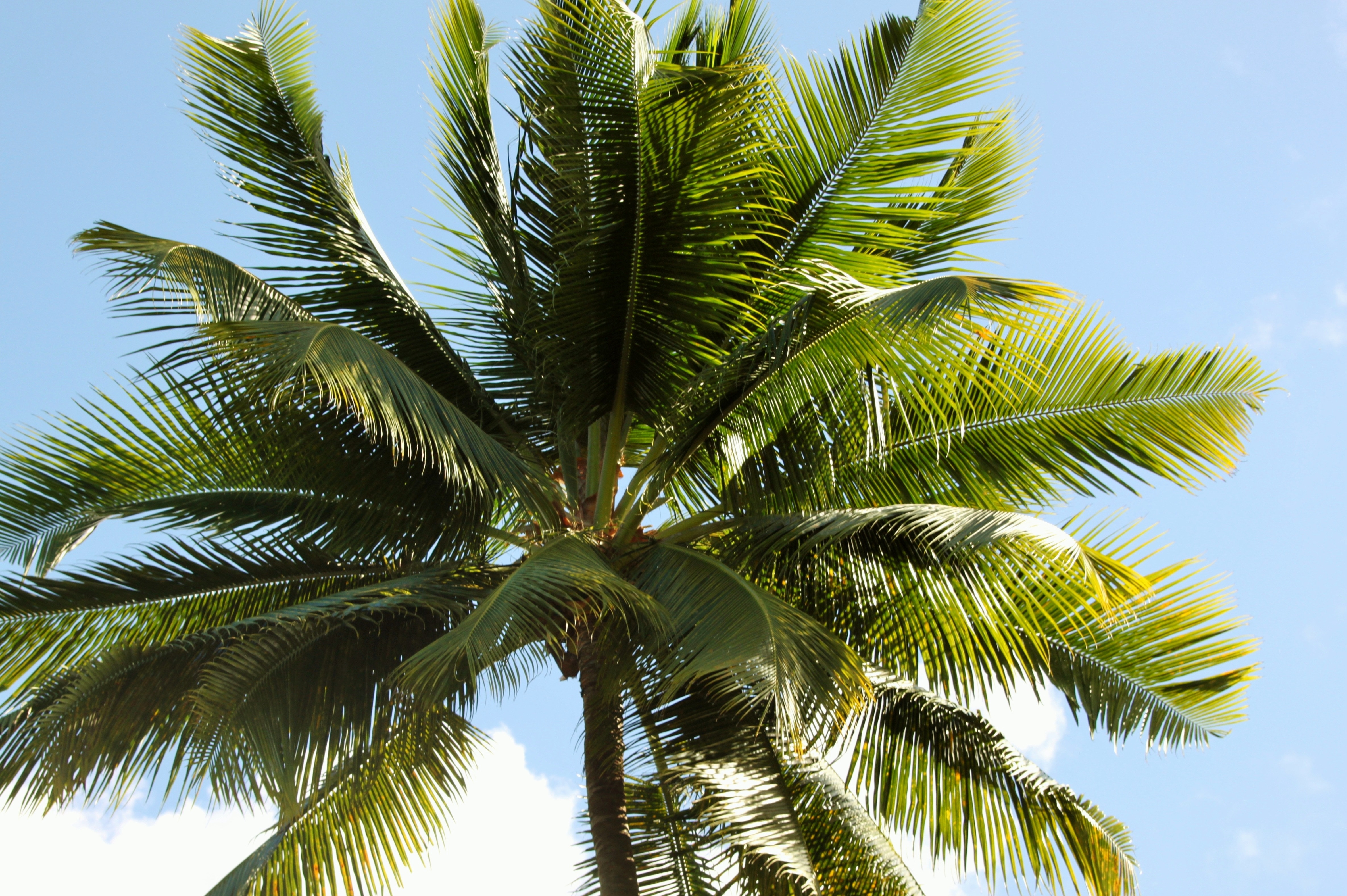 Coconut, Palm, Tropic, Tree, palm tree, palm leaf