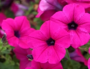 black-eyed susan flowers thumbnail
