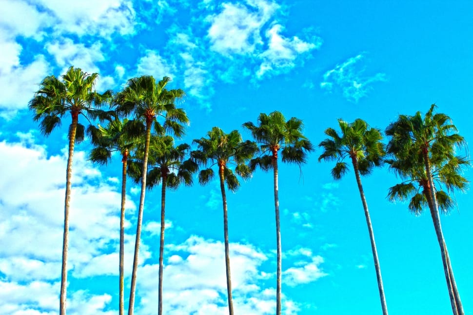 Blue, Tropical, Florida, Sky, Palm Trees, tree, palm tree preview