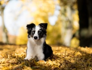 border collie sitting on dried leaves thumbnail