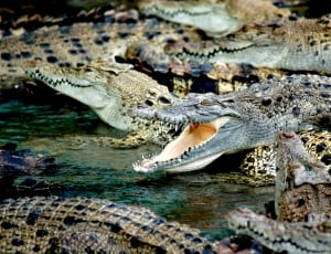 group of crocodiles thumbnail