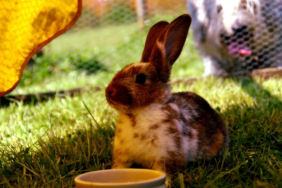 brown and white rabbit standing beside white ceramic bowl on grass field preview