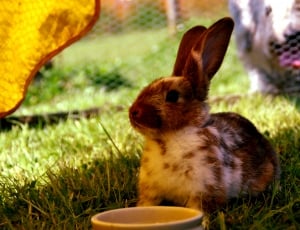 brown and white rabbit standing beside white ceramic bowl on grass field thumbnail