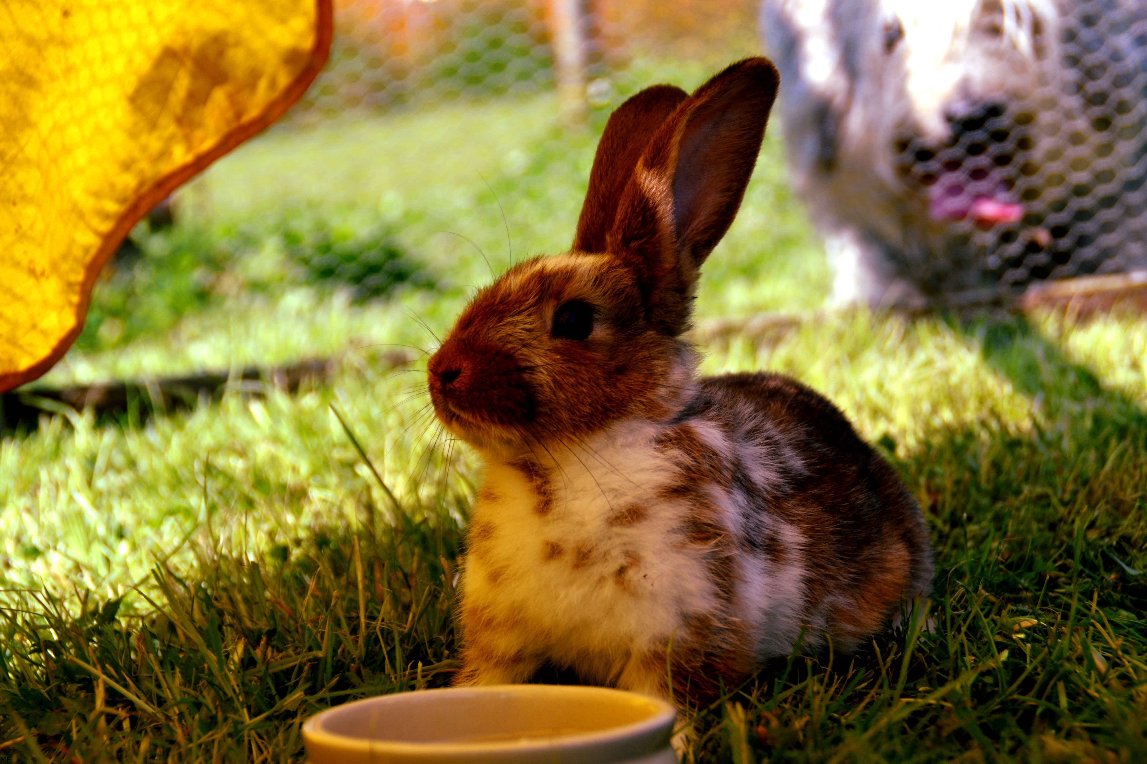 brown and white rabbit standing beside white ceramic bowl on grass field