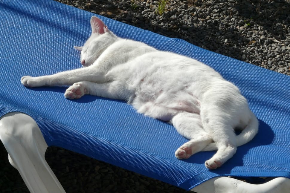 Holiday, Cat, Sun Lounger, Lazy, White, domestic animals, pets preview